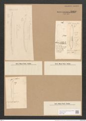 Nitzschia bilobata W. Sm. (de-Toni-Nr.: Genus 47, Species 2049) Zeichnungen Sammlung Grunow Nr. 4052 (NHMW-BOT-W0371882)